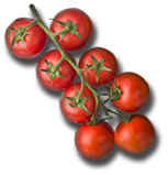 tomatoes