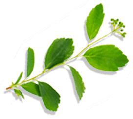 Mocha Java - floating leaf